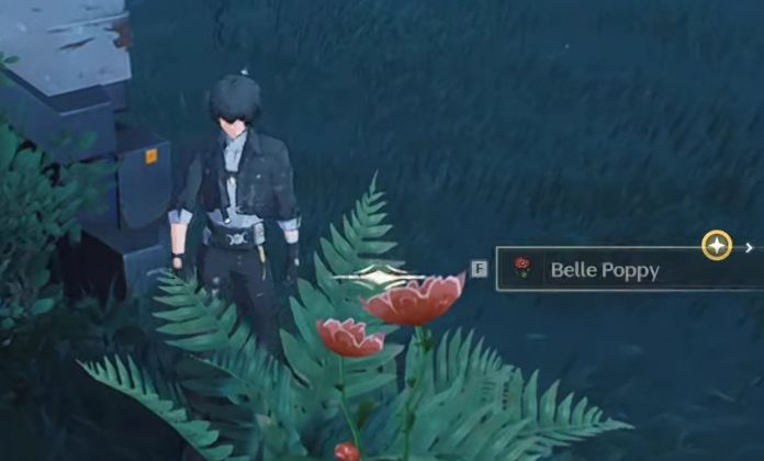 Belle Poppy flower locations in Wuthering Waves game